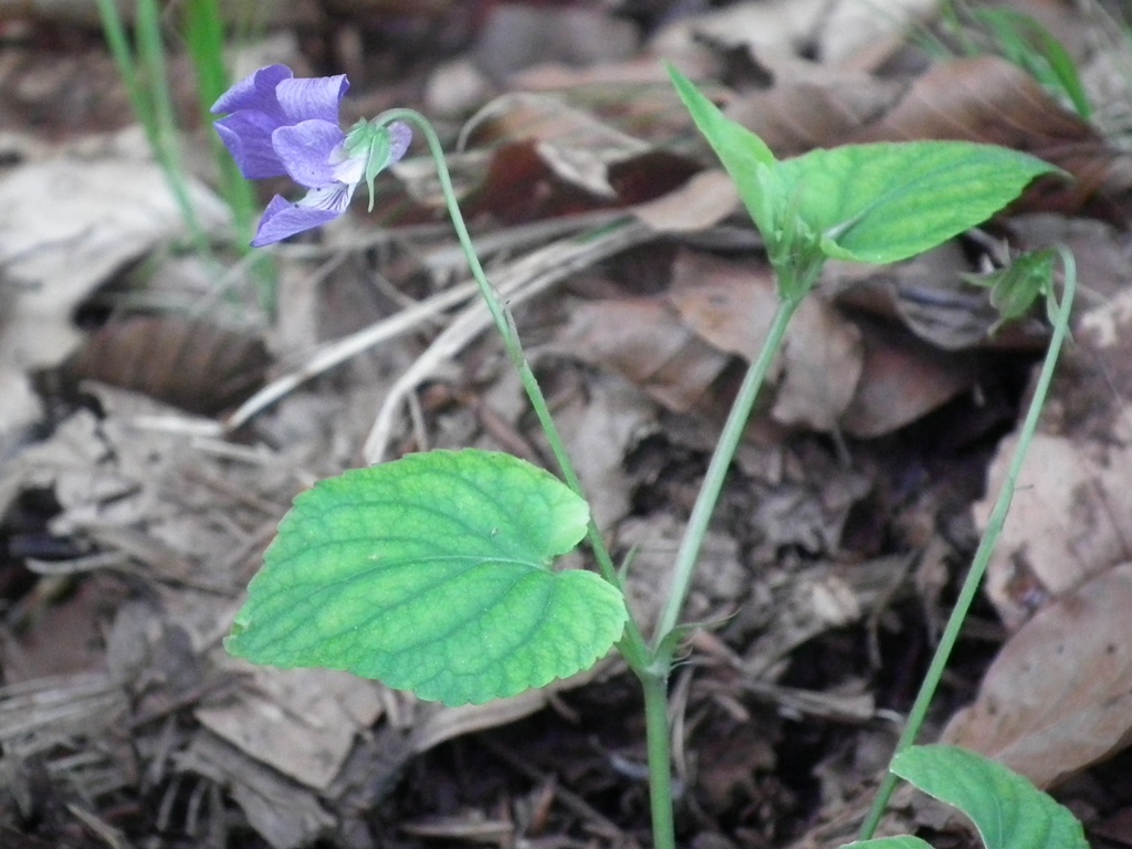 Viola reichenbachiana in Sardegna
